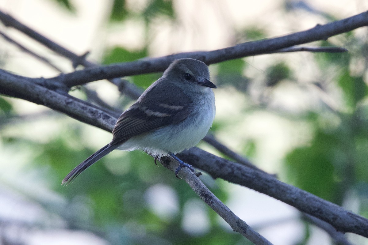 Fuscous Flycatcher - ML641613250