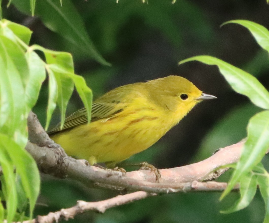 Yellow Warbler - ML641613251