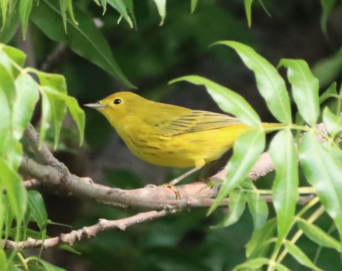 Yellow Warbler - ML641613258