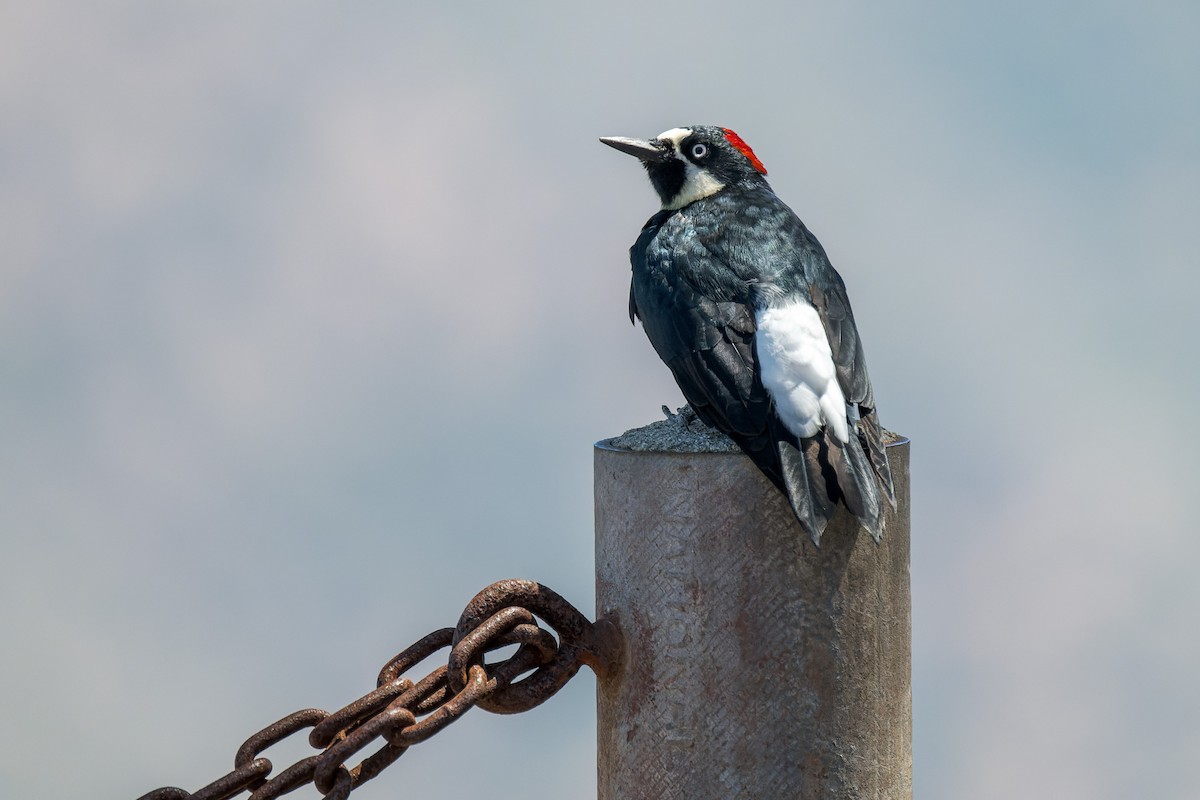 Acorn Woodpecker - ML641613374