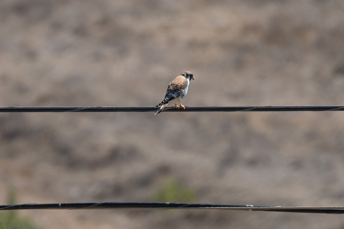 American Kestrel - ML641613378
