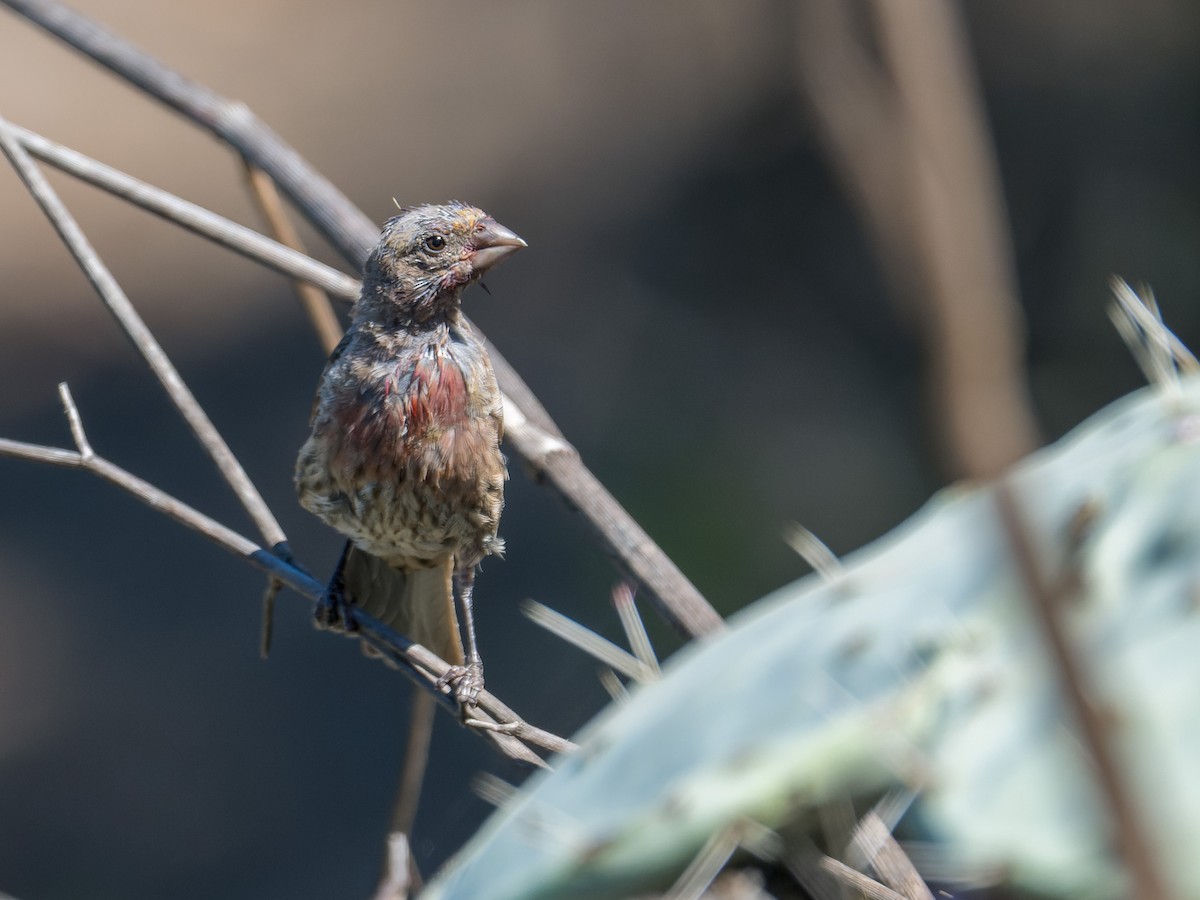 House Finch - ML641613395