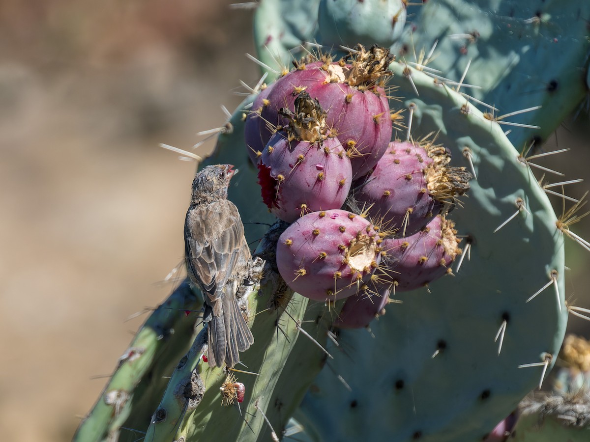 House Finch - ML641613396