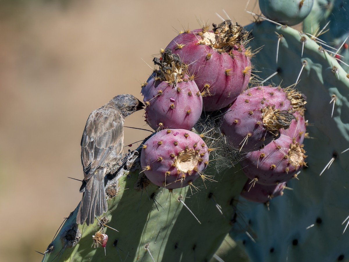 House Finch - ML641613398