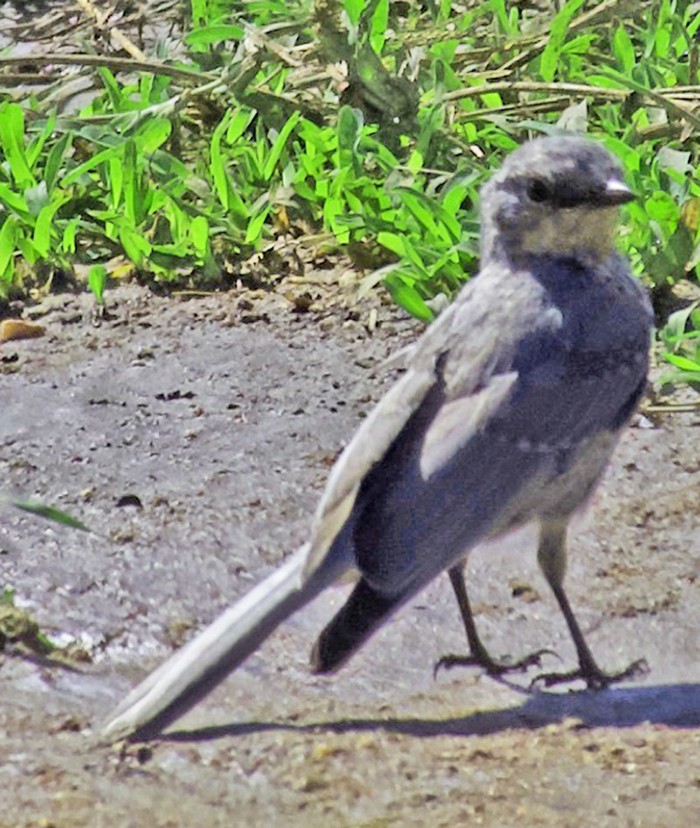 Silverbird - ML641613401