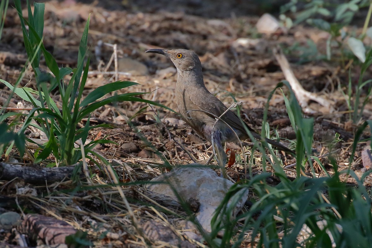 Curve-billed Thrasher - ML641613404