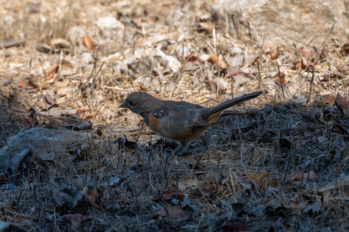 Spotted Towhee - ML641613412