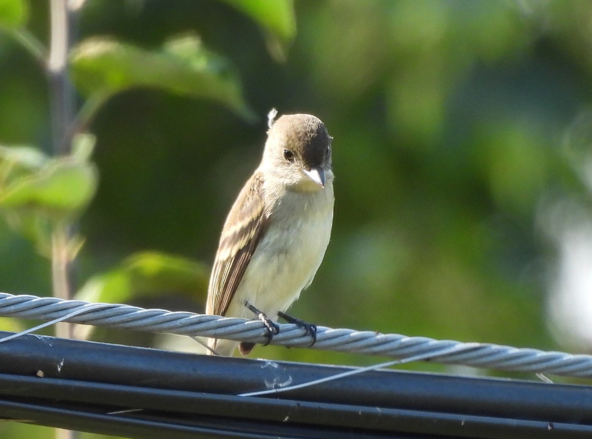 Willow Flycatcher - ML641613428