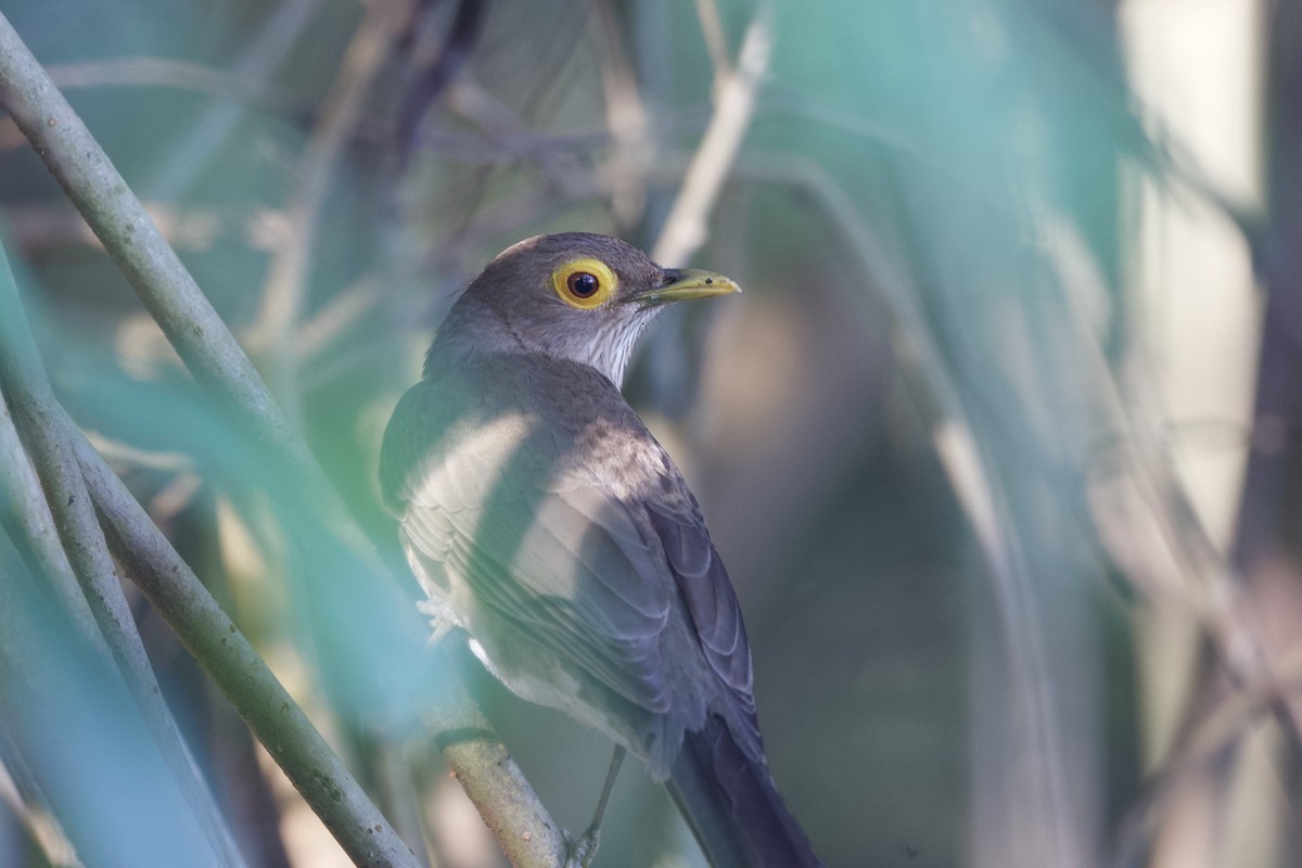 Spectacled Thrush - ML641613448