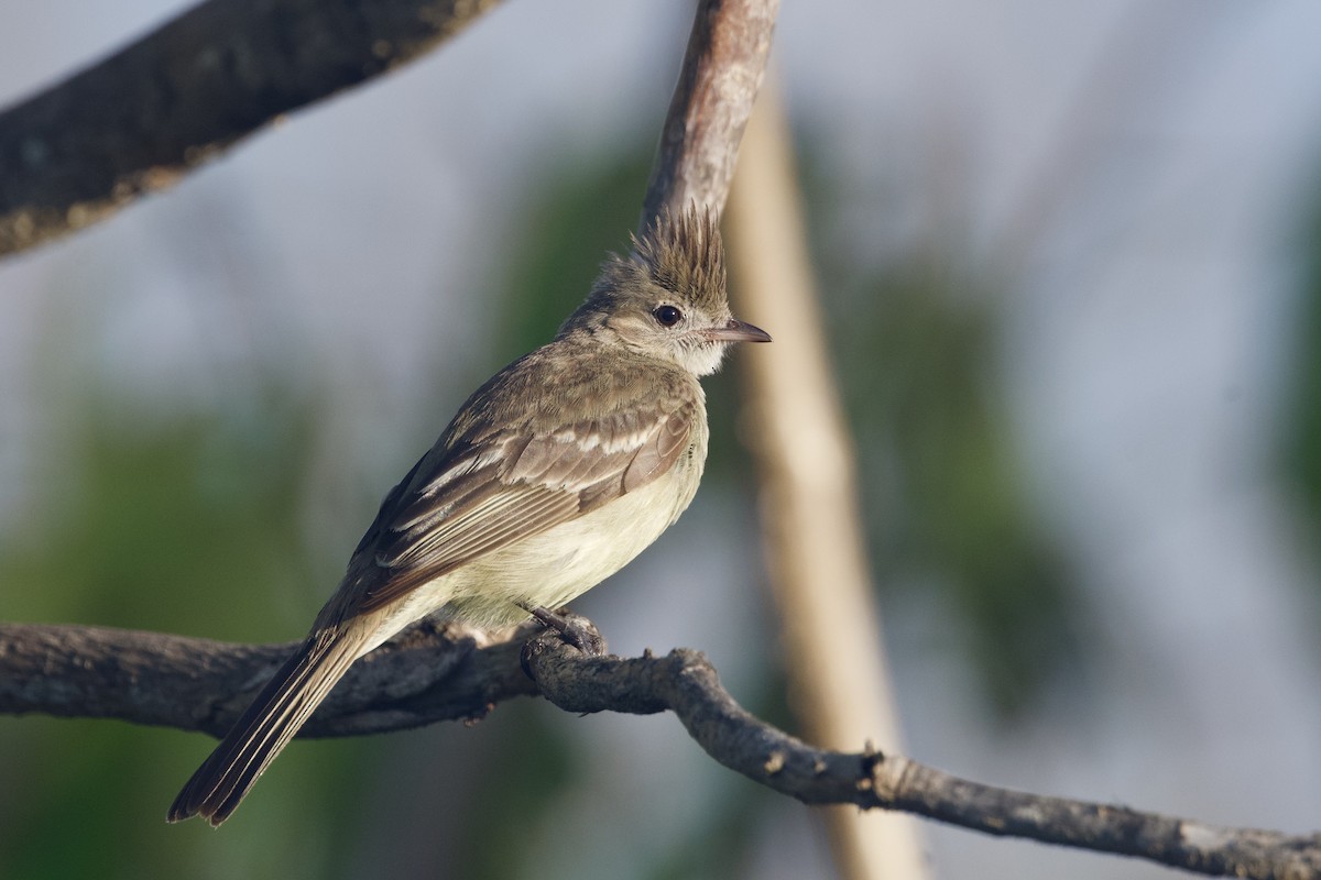Yellow-bellied Elaenia - ML641613457