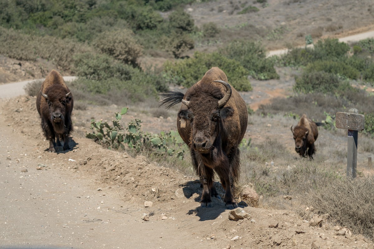 Mammals - ML641613512