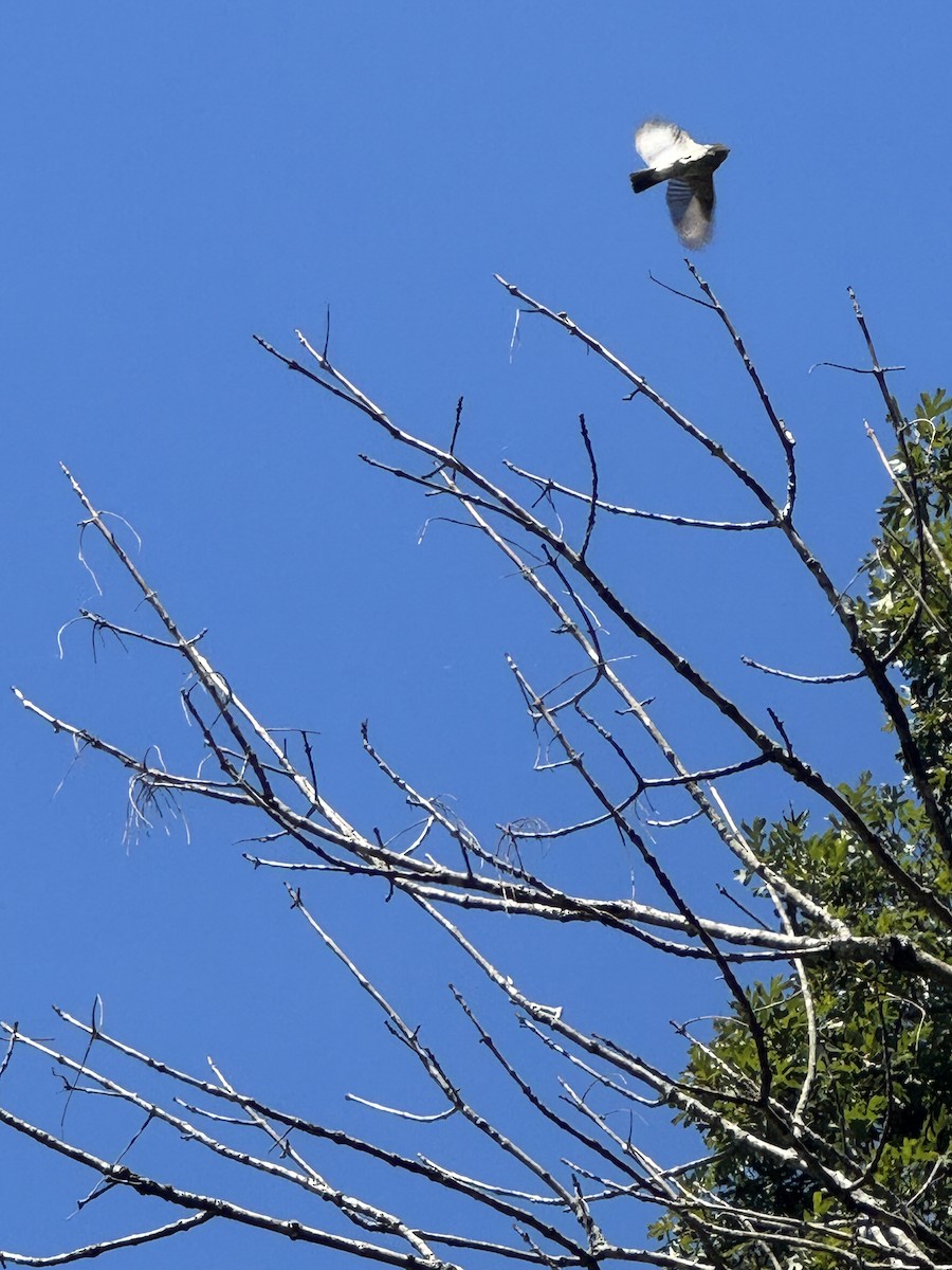 Eastern Wood-Pewee - ML641613520