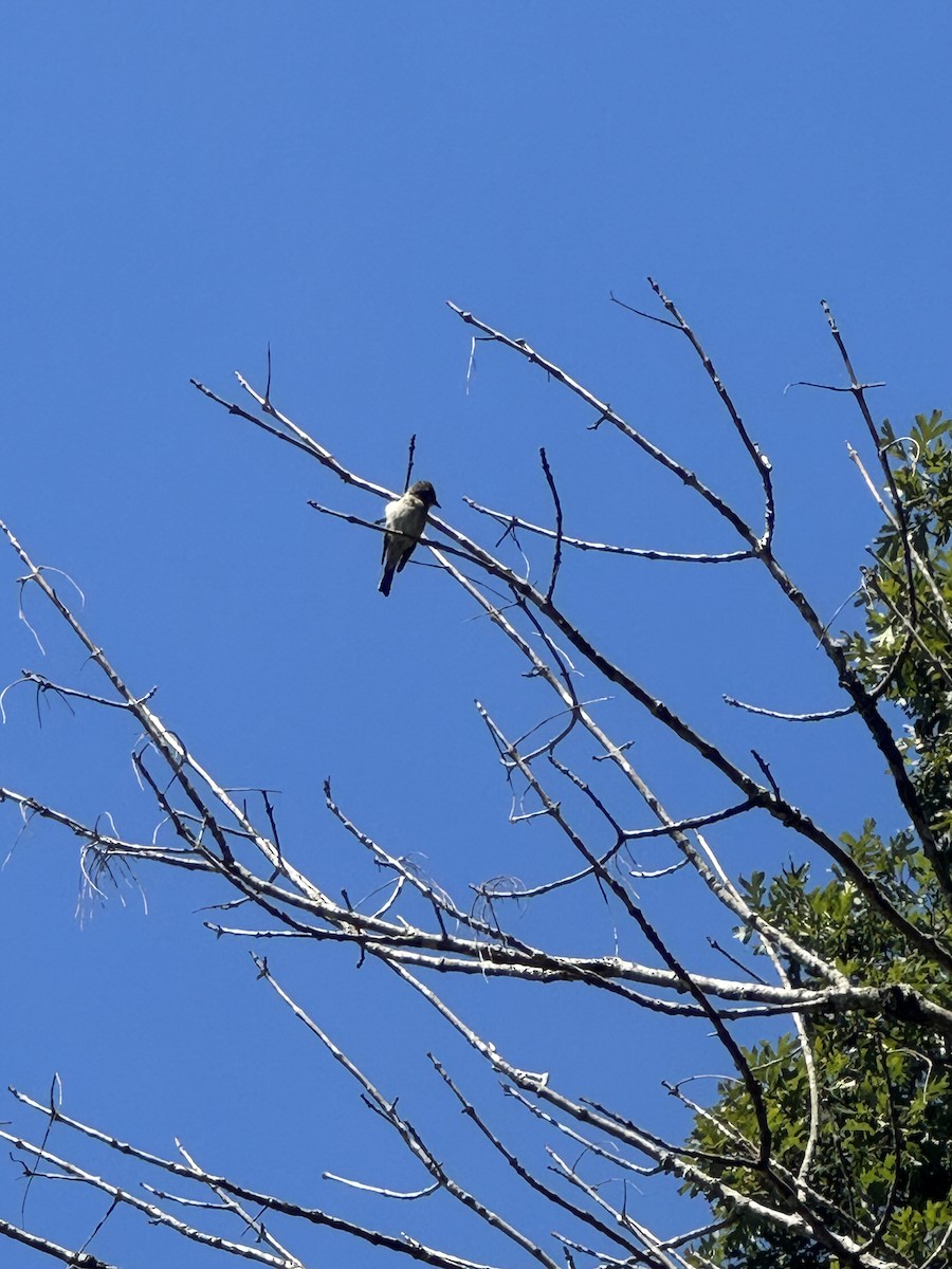 Eastern Wood-Pewee - ML641613521