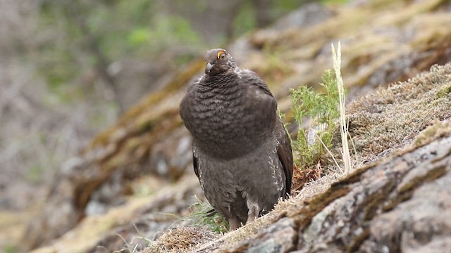 Sooty Grouse - ML641613524