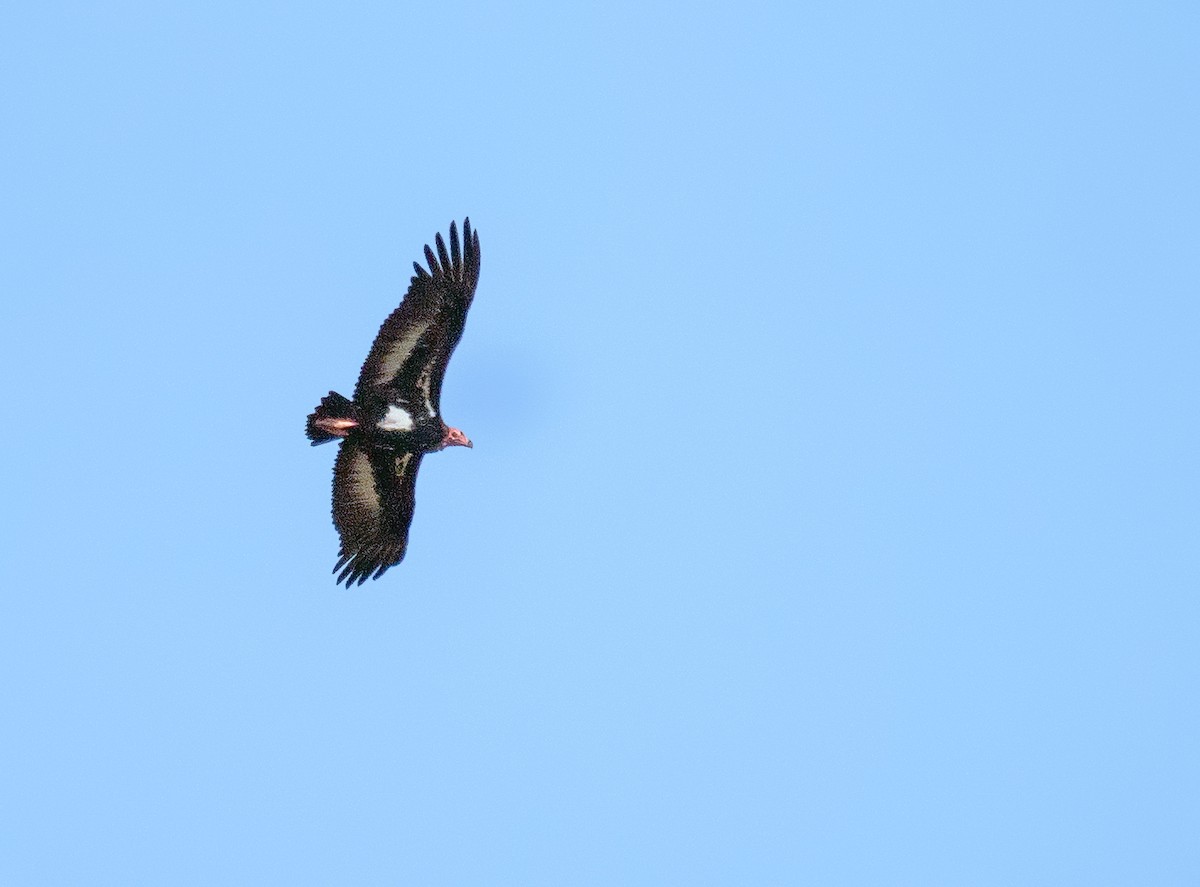 Red-headed Vulture - ML641613541
