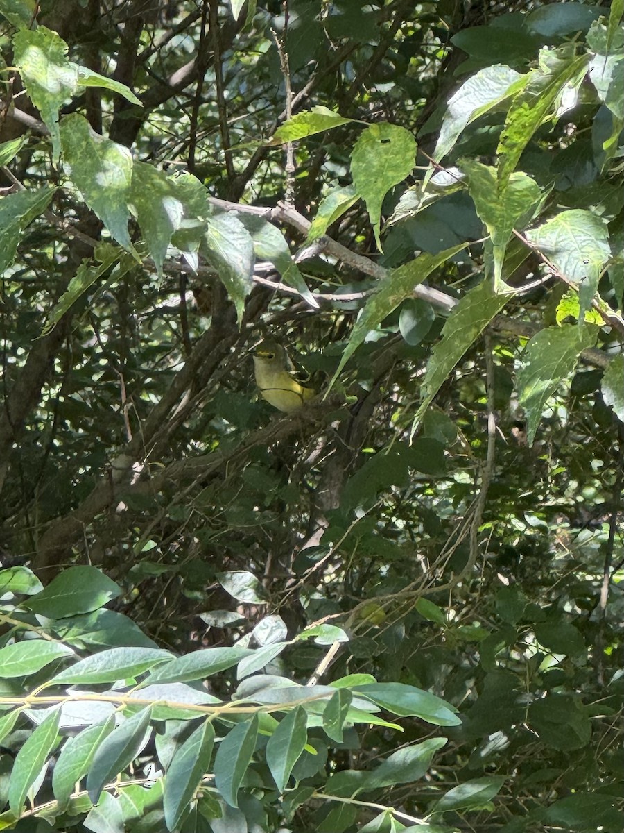 White-eyed Vireo - ML641613550