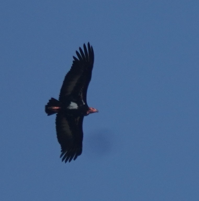 Red-headed Vulture - ML641613551