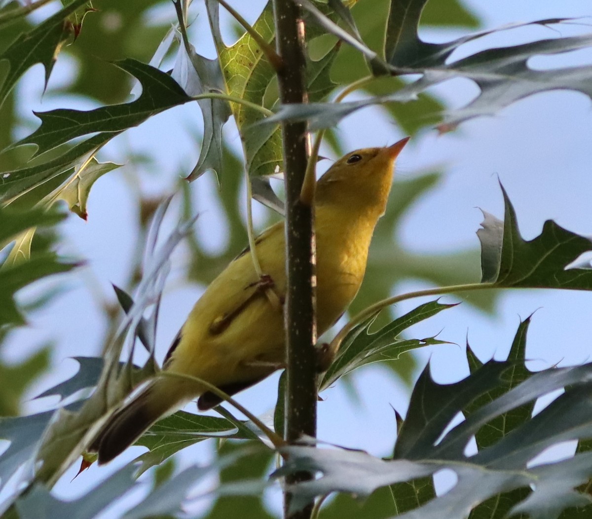 Wilson's Warbler - ML641613566