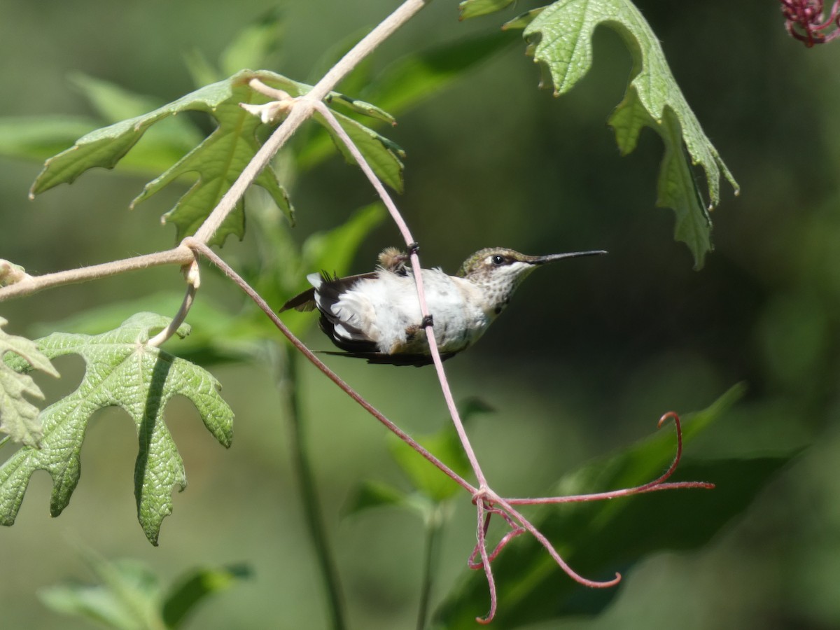 Ruby-throated Hummingbird - ML641613567