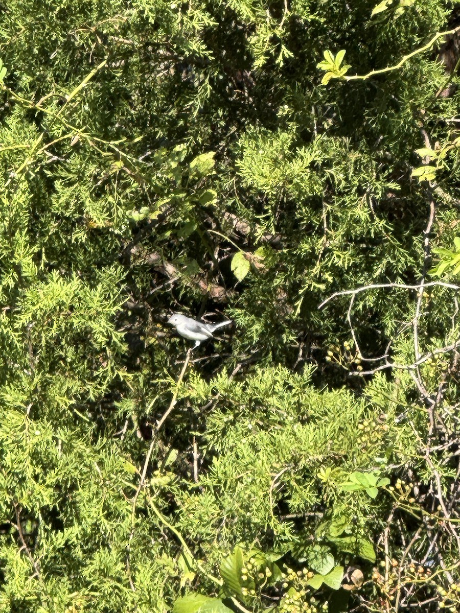 Blue-gray Gnatcatcher - ML641613575