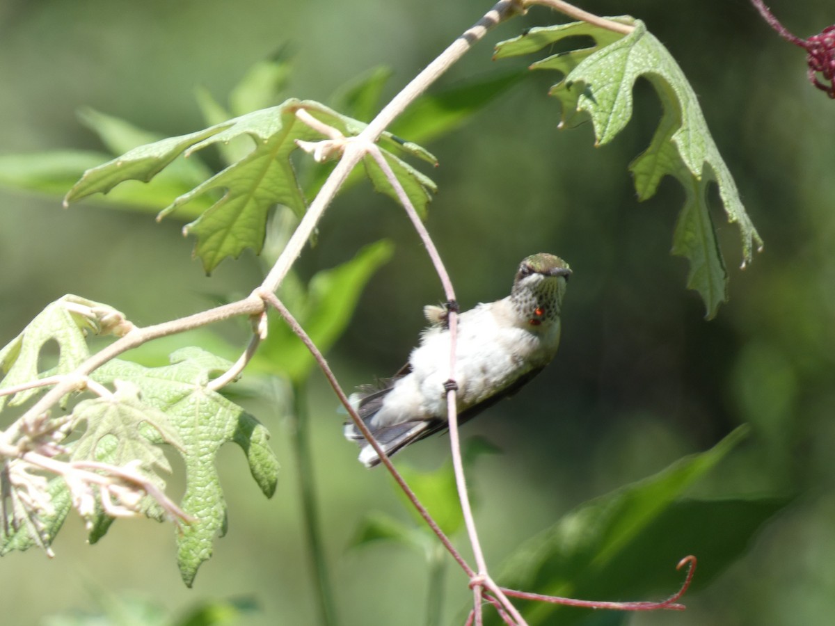 Ruby-throated Hummingbird - ML641613581