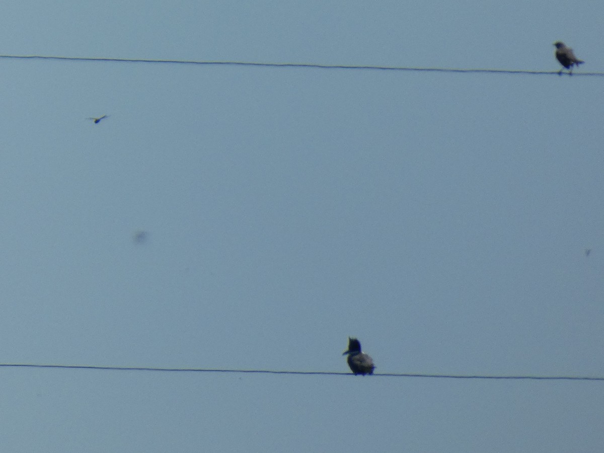 Belted Kingfisher - ML641613599