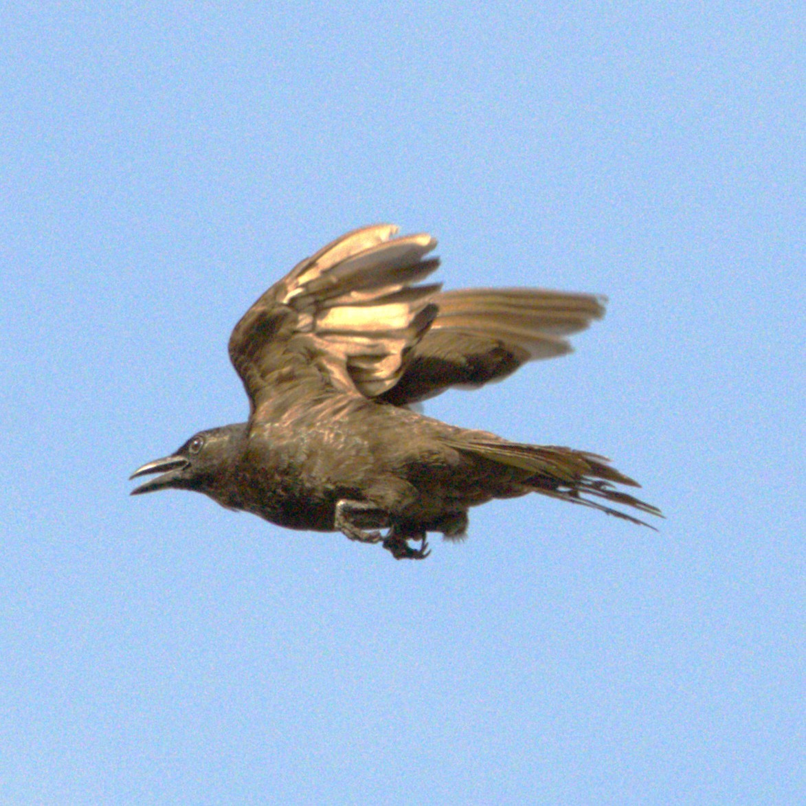 Samoan Starling - ML641613606