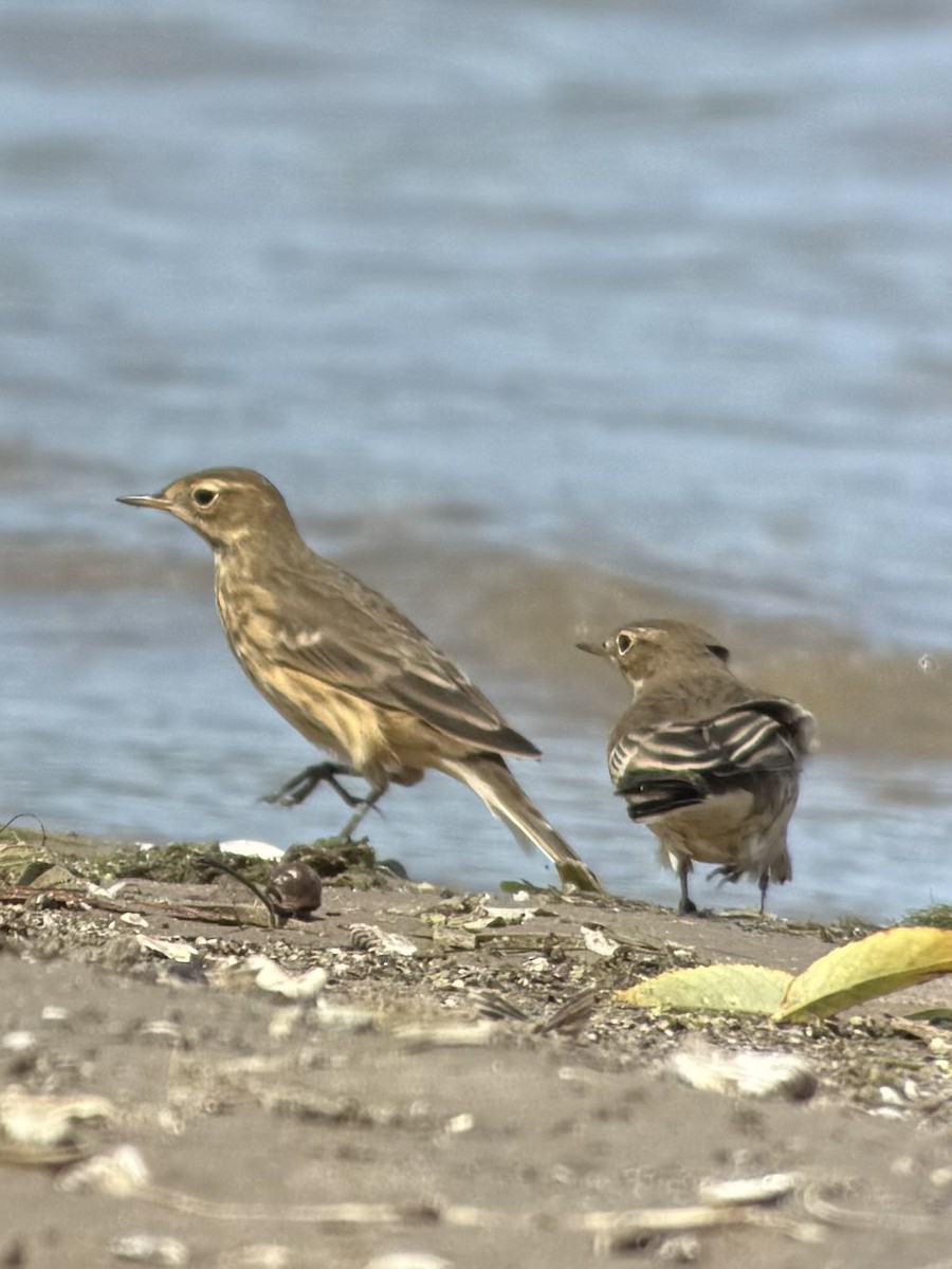 American Pipit - ML641613666