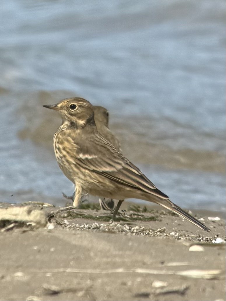 American Pipit - ML641613667