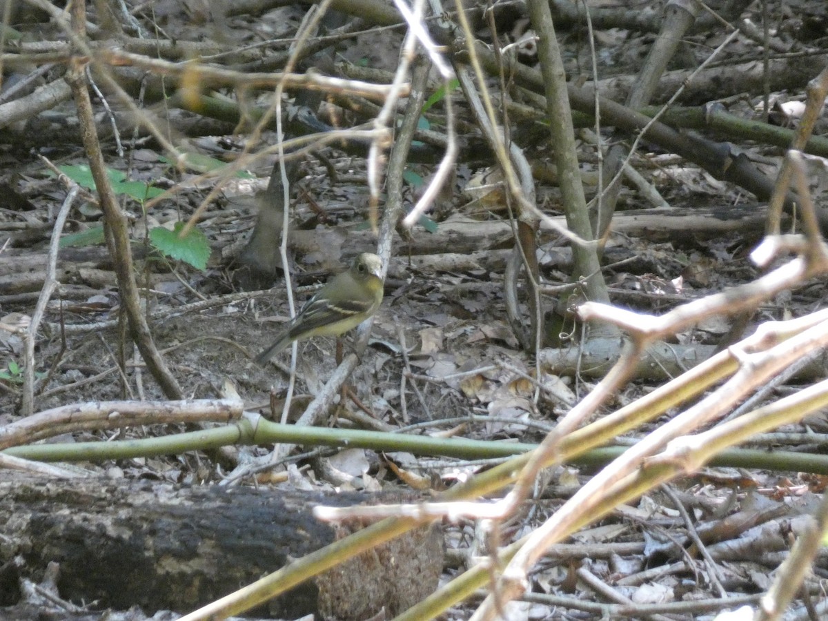 Yellow-bellied Flycatcher - ML641613670