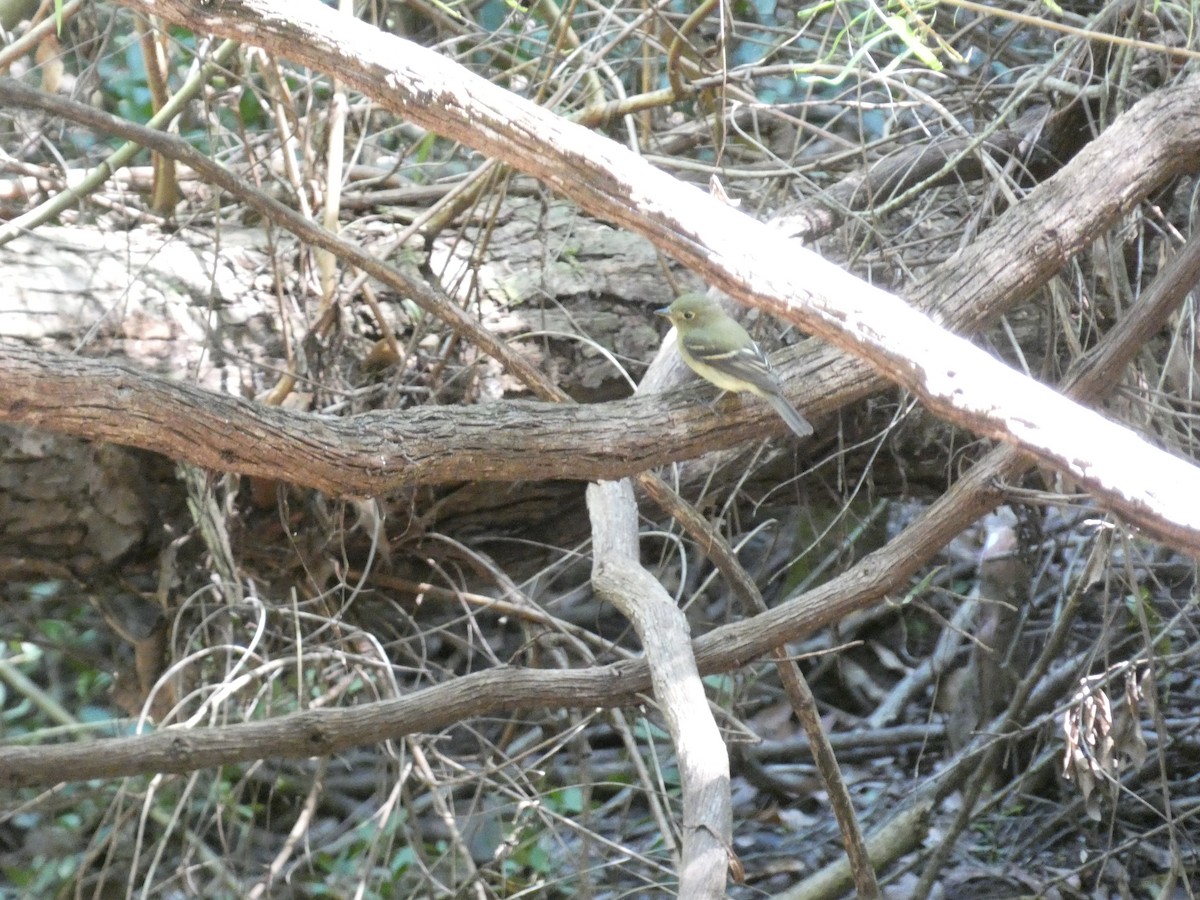 Yellow-bellied Flycatcher - ML641613671