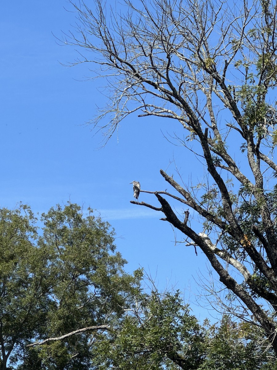 Great Blue Heron - ML641613689