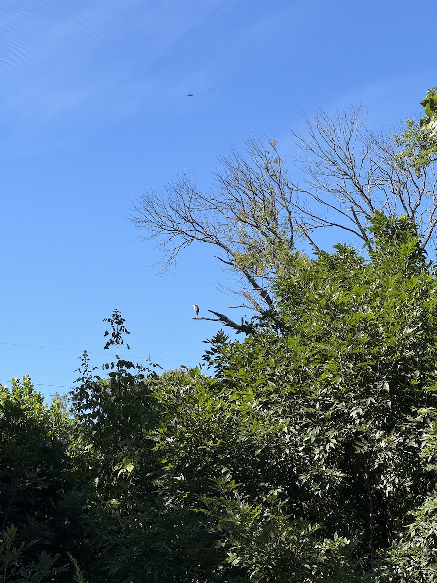 Great Blue Heron - ML641613690