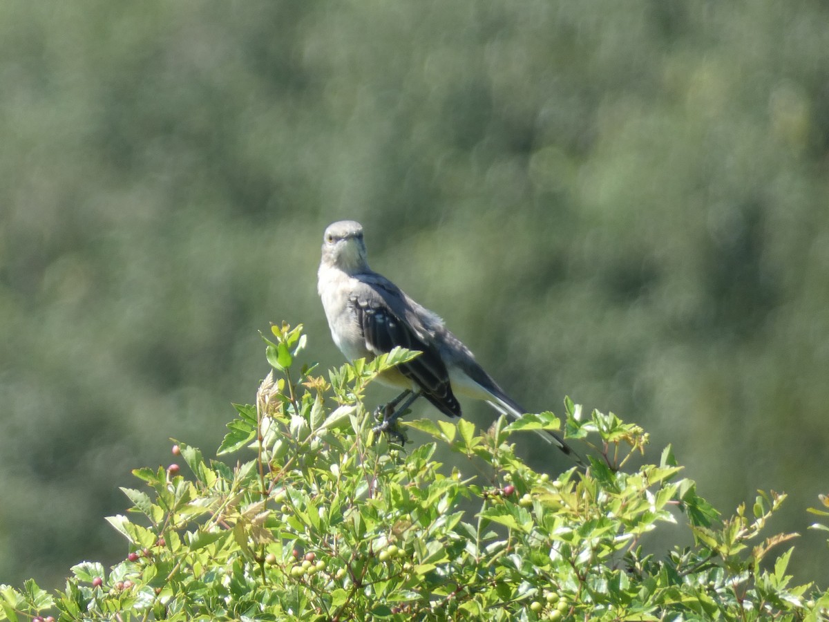 Northern Mockingbird - ML641613705