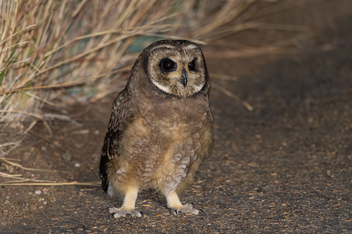 Marsh Owl - ML641613748