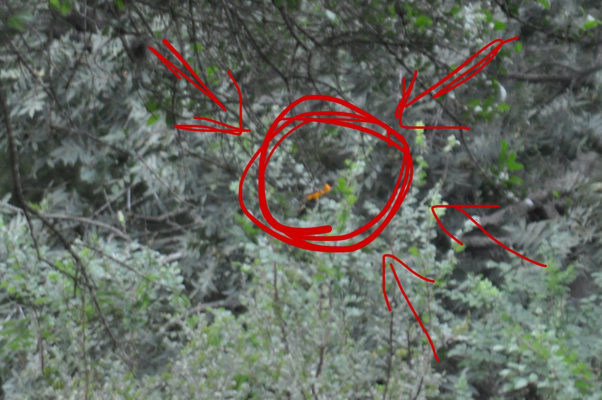 Baltimore Oriole - ML641613758