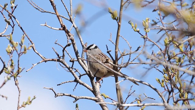 White-crowned Sparrow (oriantha) - ML641613789