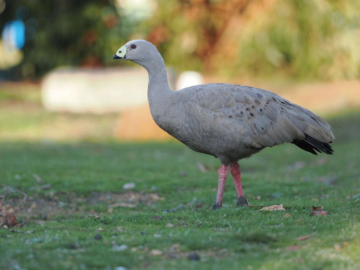 Cape Barren Goose - ML641613811