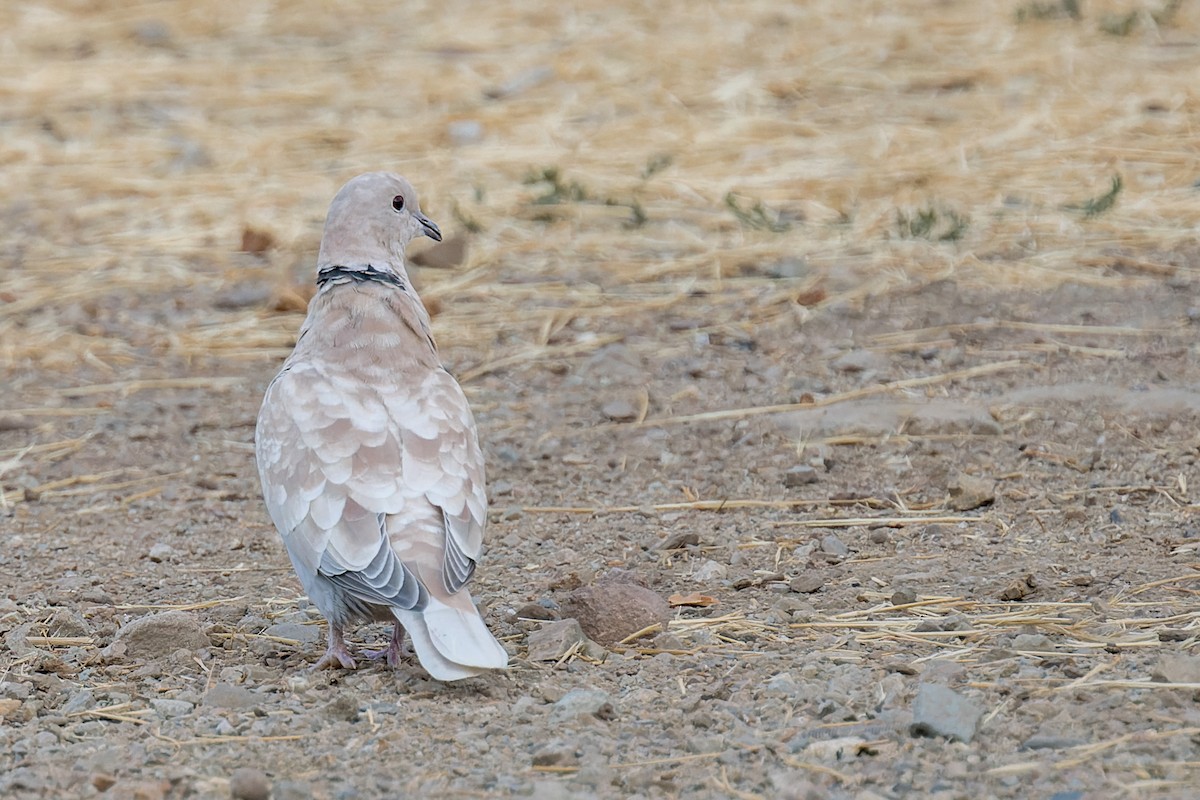 Eurasian Collared-Dove - ML641613833