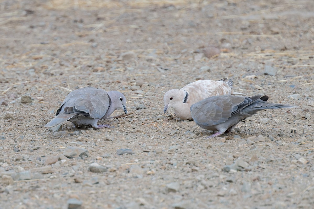 Eurasian Collared-Dove - ML641613834