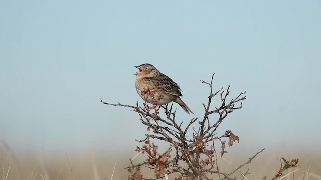Grasshopper Sparrow - ML641613861