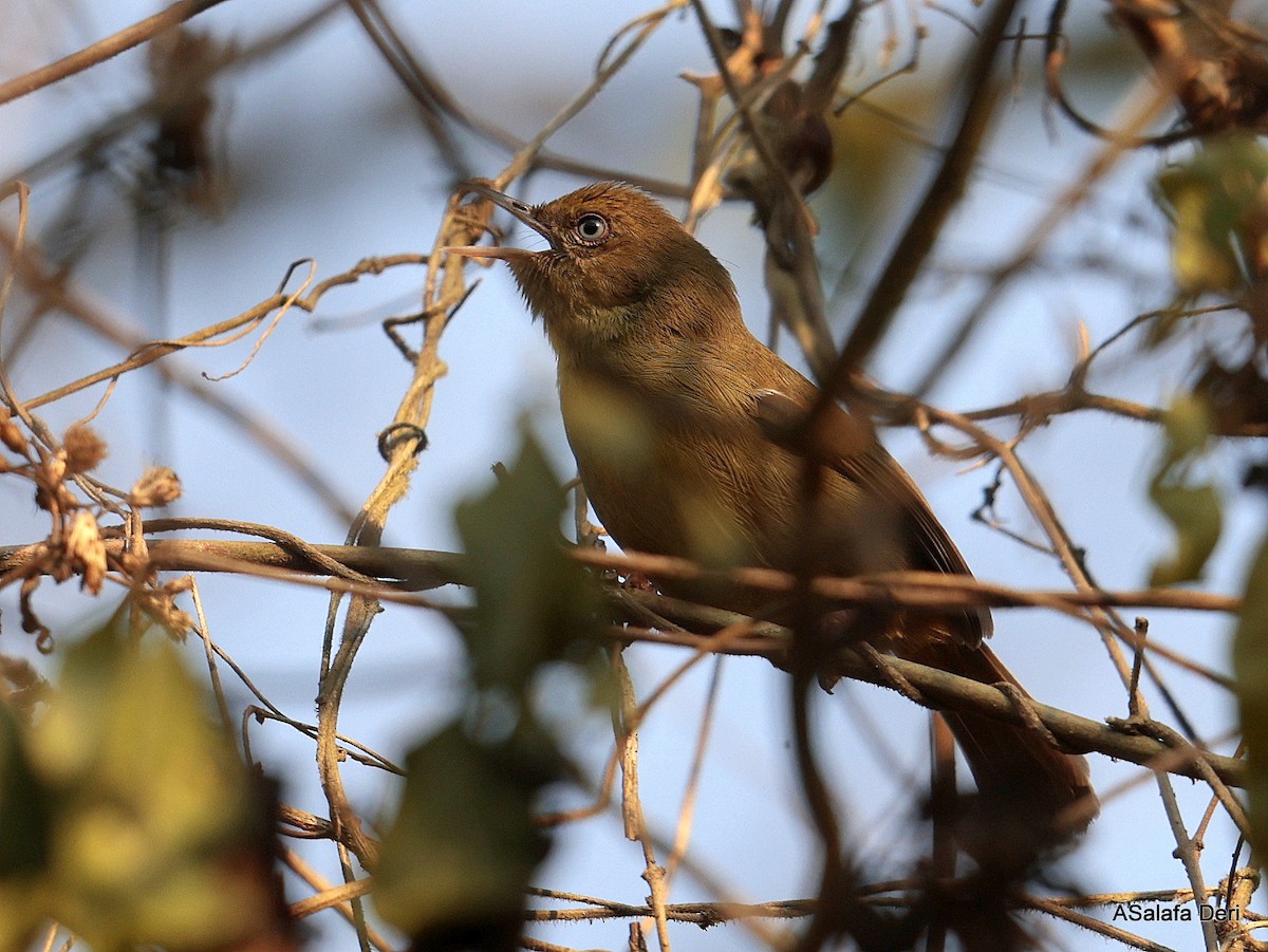 Pulitzer's Longbill - ML641613880