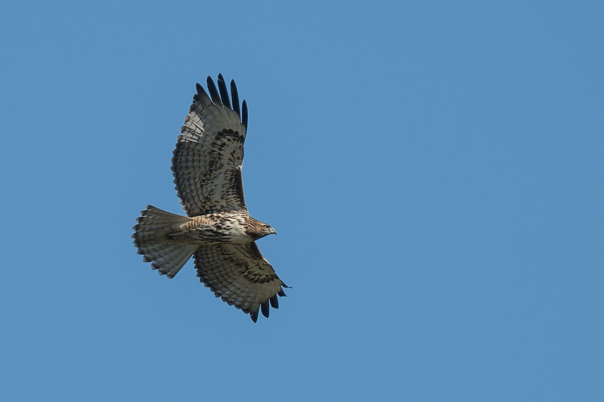 Red-tailed Hawk - ML641613881
