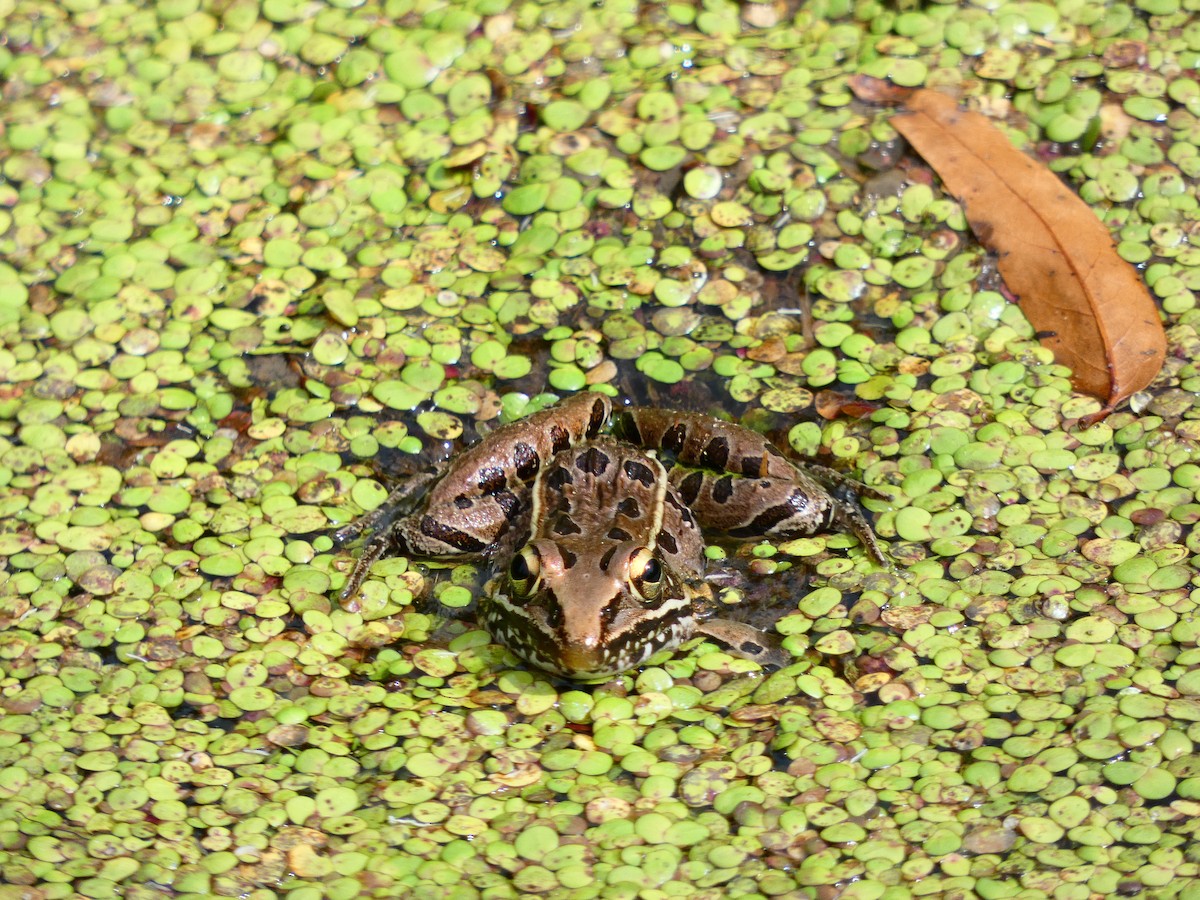 Southern Leopard Frog - ML641613896