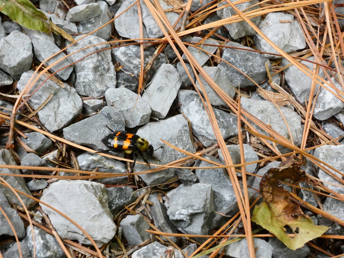 Tomentose Burying Beetle - ML641613898