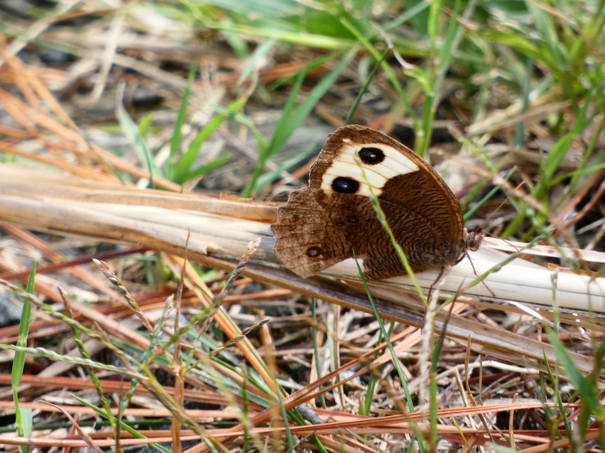 Common Wood-Nymph - ML641613899