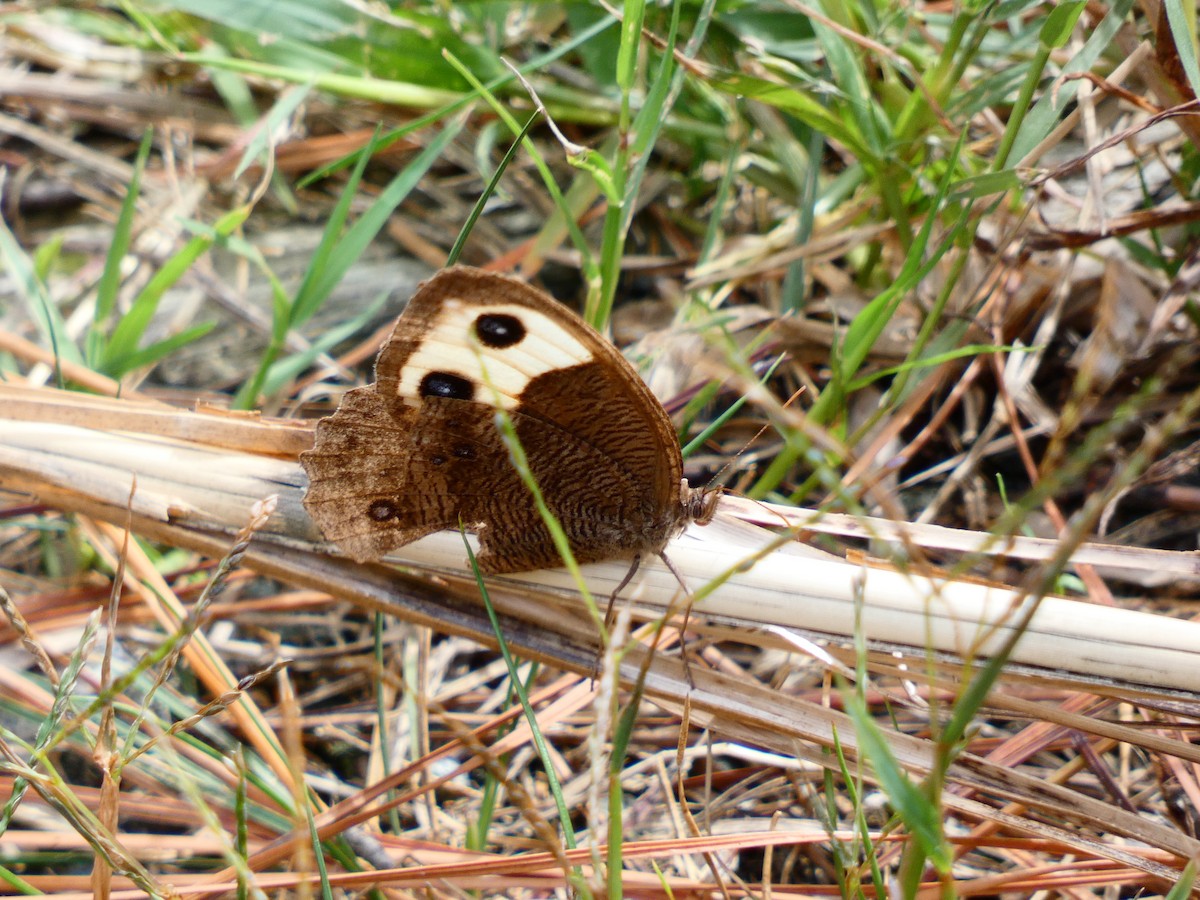 Common Wood-Nymph - ML641613900