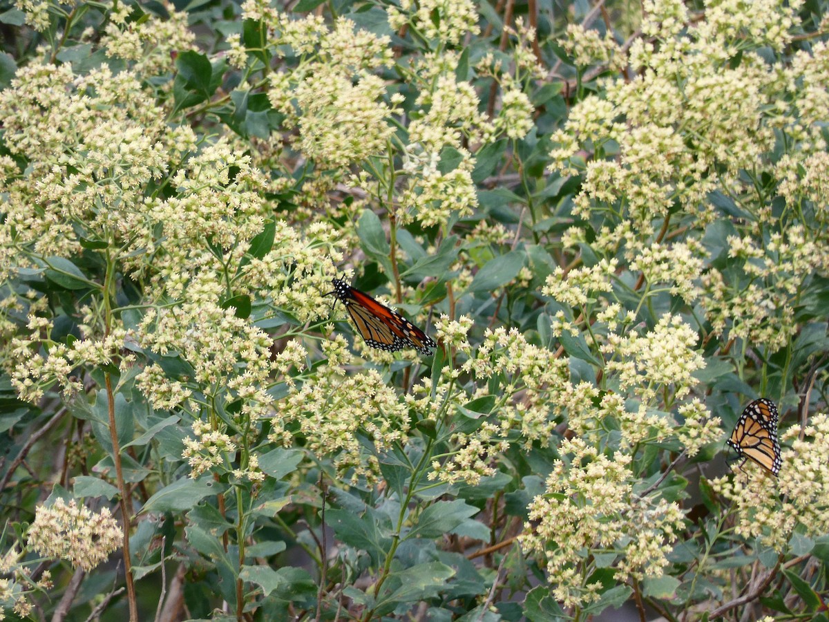 Monarch - ML641613901