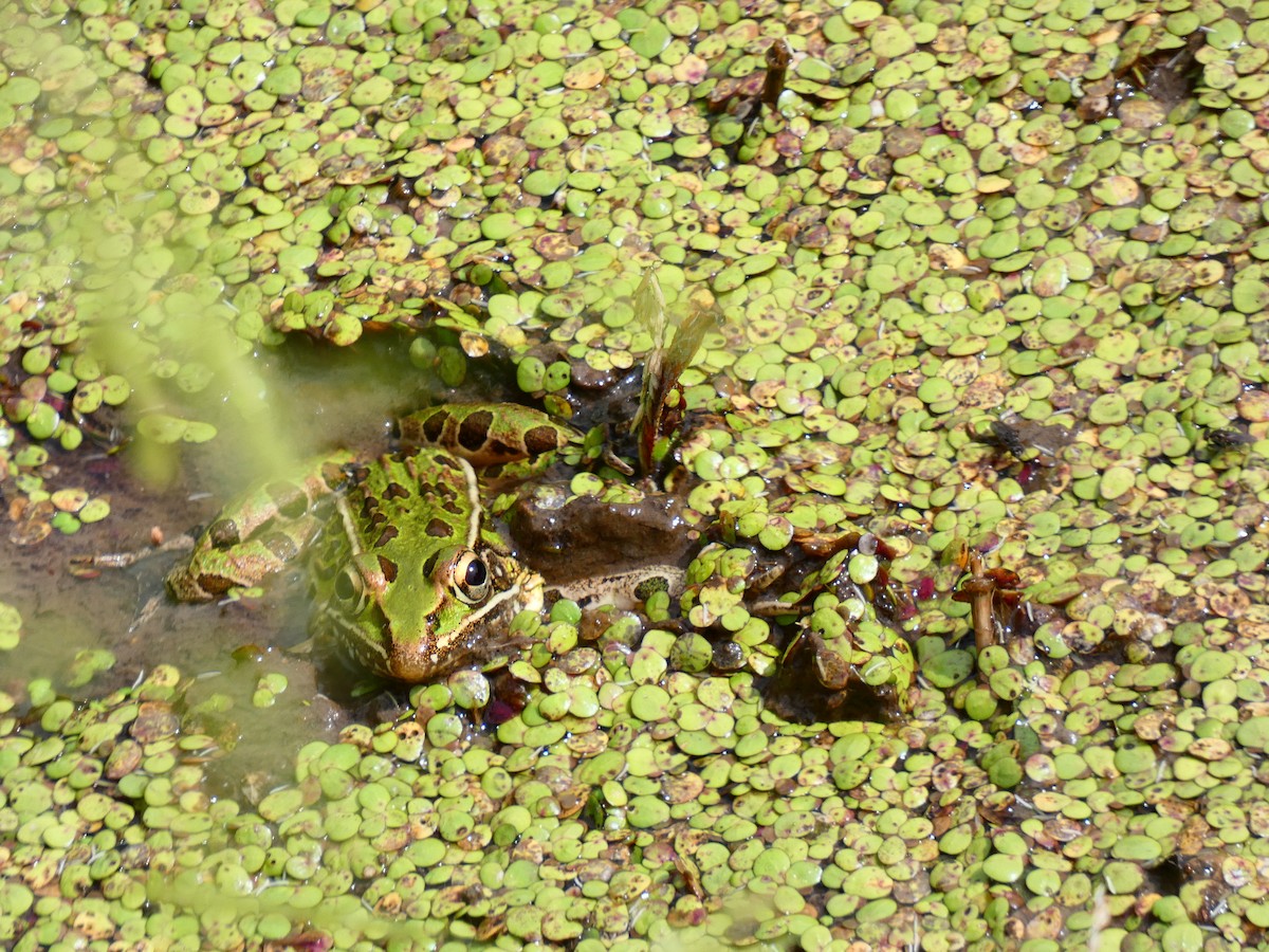 Southern Leopard Frog - ML641613902