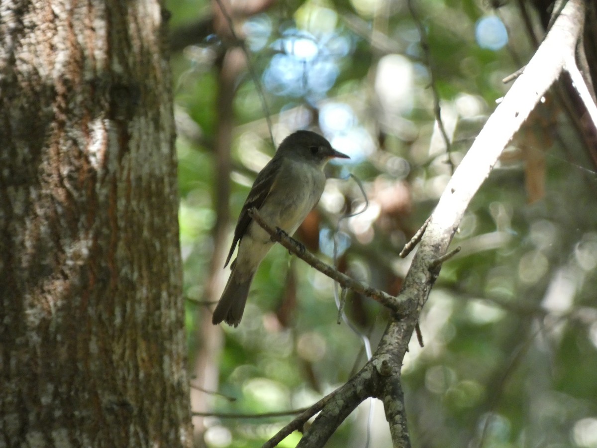 new world flycatcher sp. - ML641613903